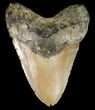 Huge, Megalodon Tooth - North Carolina #48896-1